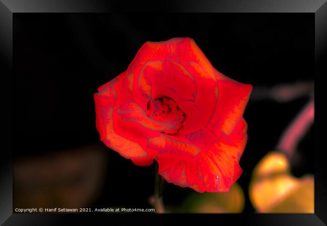 Orange rose blossom Framed Print by Hanif Setiawan