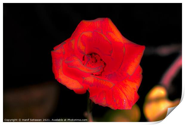 Orange rose blossom Print by Hanif Setiawan