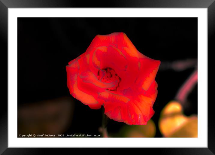 Blur orange rose blossom Framed Mounted Print by Hanif Setiawan