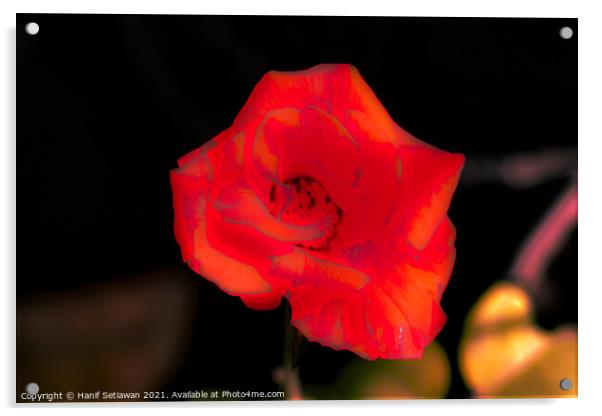 Blur orange rose blossom Acrylic by Hanif Setiawan