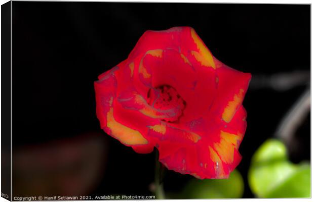 Blur red rose blossom with yellow parts Canvas Print by Hanif Setiawan