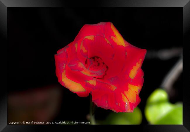 Blur red rose blossom with yellow parts Framed Print by Hanif Setiawan