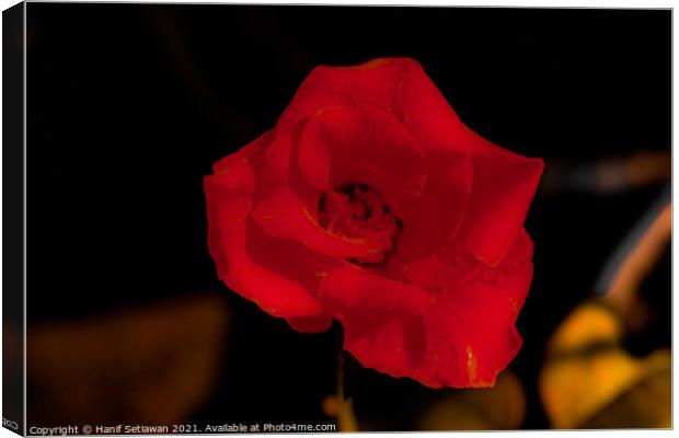 Dark red rose blossom Canvas Print by Hanif Setiawan