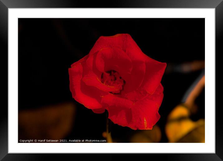 Dark red rose blossom Framed Mounted Print by Hanif Setiawan