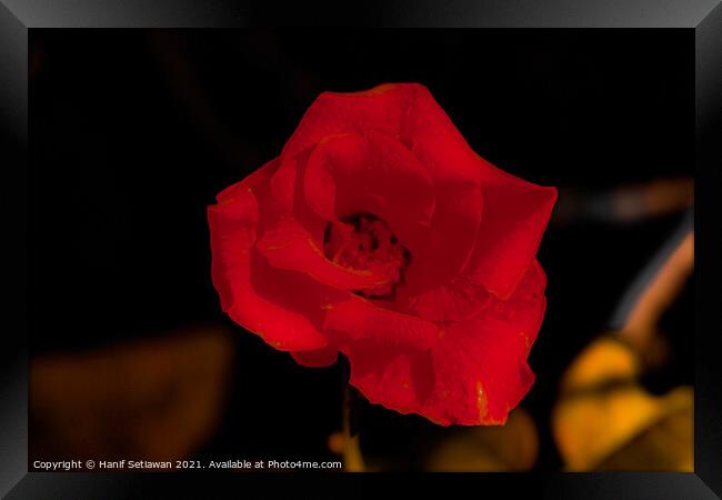 Dark red rose blossom Framed Print by Hanif Setiawan