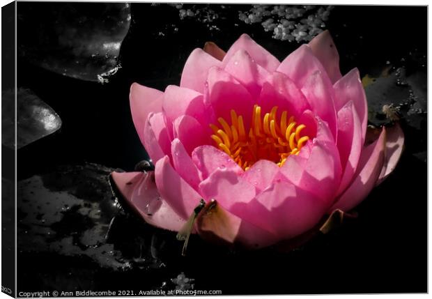 Waterlily with monochrome background Canvas Print by Ann Biddlecombe