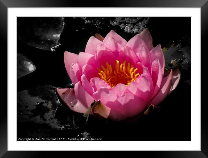 Waterlily with monochrome background Framed Mounted Print by Ann Biddlecombe