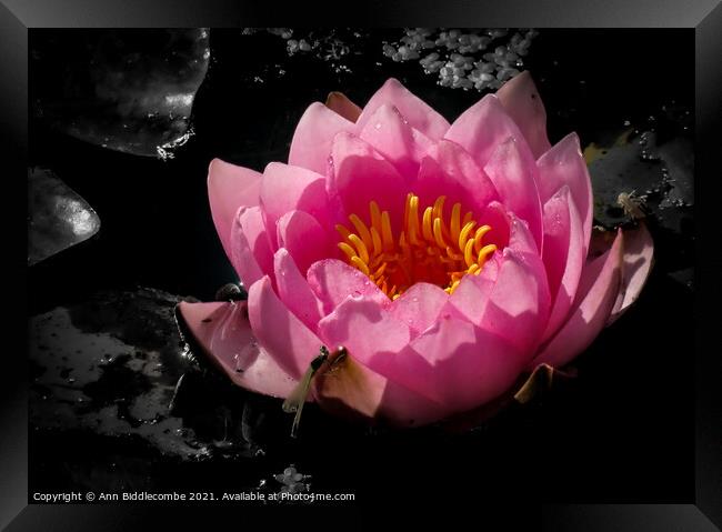 Waterlily with monochrome background Framed Print by Ann Biddlecombe