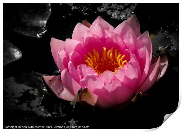 Waterlily with monochrome background Print by Ann Biddlecombe