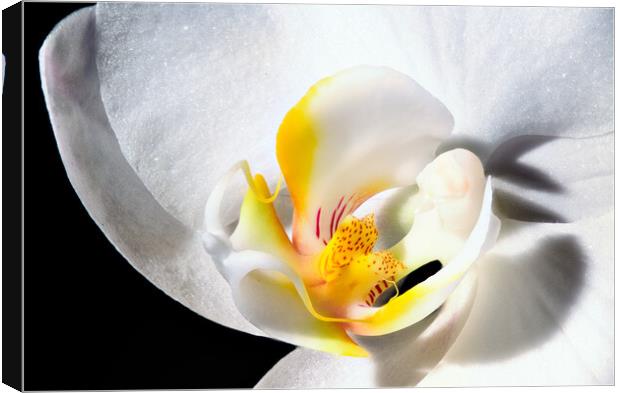 inside an orchid Canvas Print by youri Mahieu