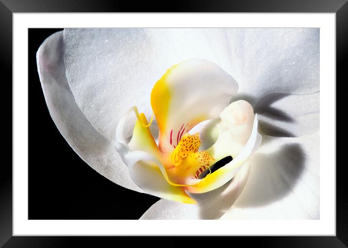 inside an orchid Framed Mounted Print by youri Mahieu