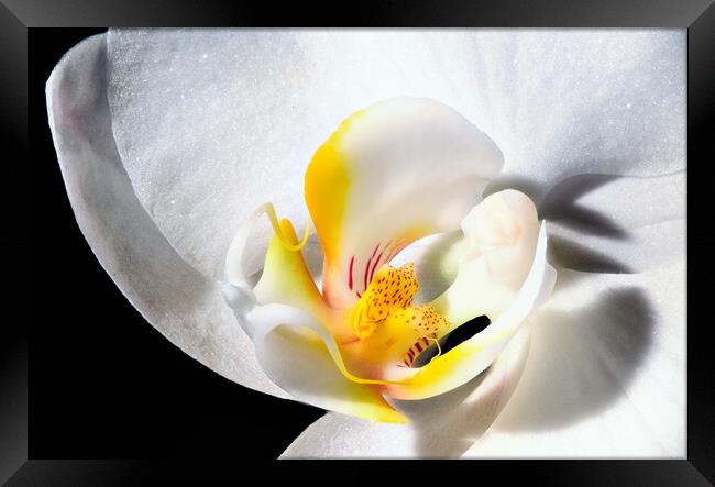 inside an orchid Framed Print by youri Mahieu