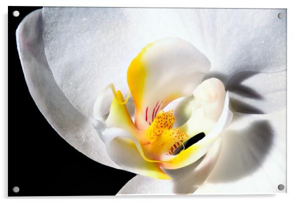 inside an orchid Acrylic by youri Mahieu