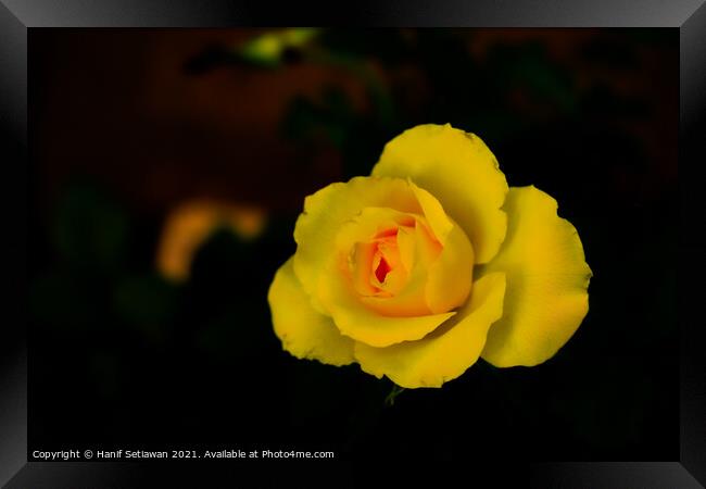 Yellow rose blossom with orange center Framed Print by Hanif Setiawan