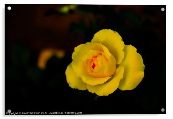 Yellow rose blossom with orange center Acrylic by Hanif Setiawan