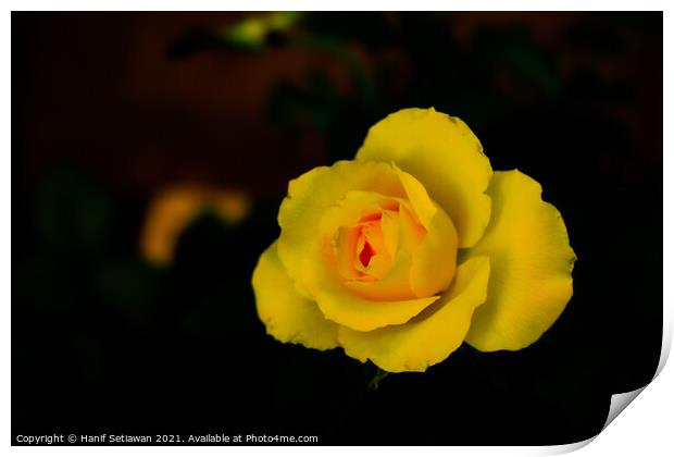 Yellow rose blossom with orange center Print by Hanif Setiawan