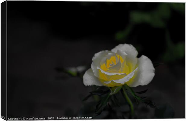 White rose blossom with bright yellow center Canvas Print by Hanif Setiawan