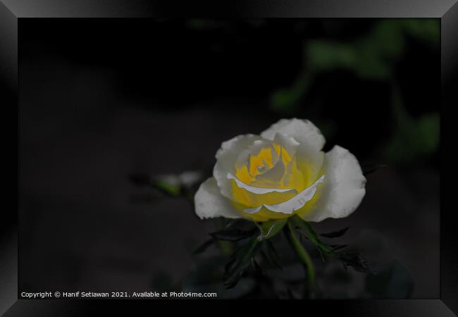 White rose blossom with bright yellow center Framed Print by Hanif Setiawan