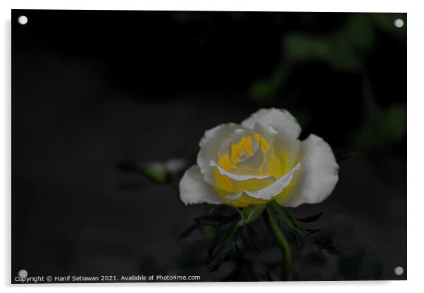 White rose blossom with bright yellow center Acrylic by Hanif Setiawan