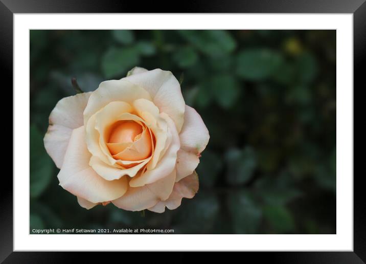 White rose blossom with bright yellow center Framed Mounted Print by Hanif Setiawan