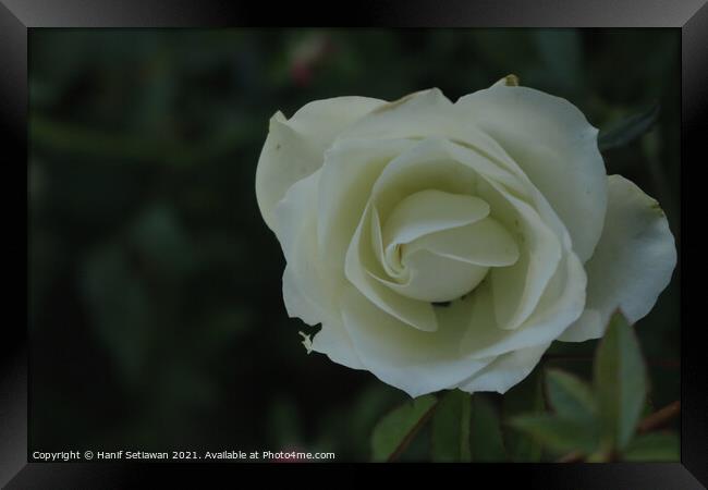 White rose blossom on green background Framed Print by Hanif Setiawan