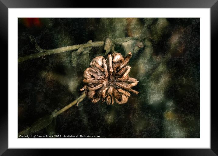 Low Key Flower Framed Mounted Print by Jason Atack