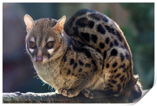 Common Genet portrait Print by Fiona Etkin