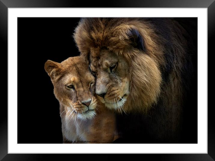 Lion serenade Framed Mounted Print by Fiona Etkin