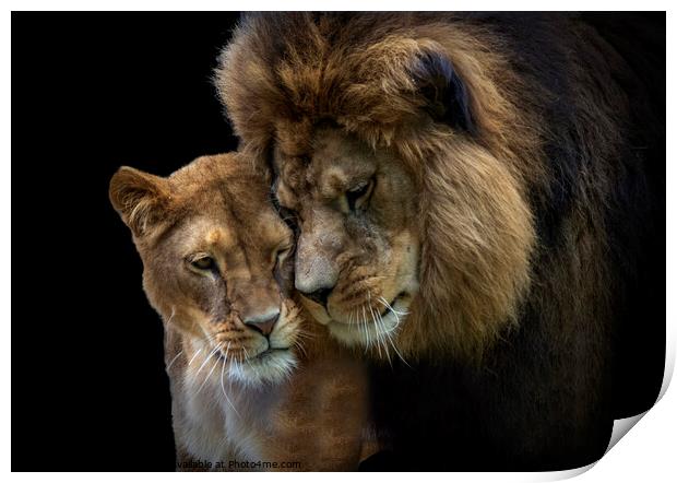 Lion serenade Print by Fiona Etkin
