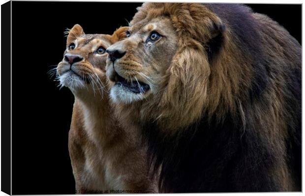 Inquisitive Lion duo Canvas Print by Fiona Etkin