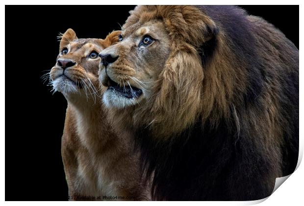 Inquisitive Lion duo Print by Fiona Etkin