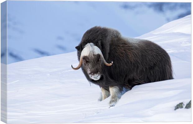 Muskox Bull in Winter, Norway Canvas Print by Arterra 
