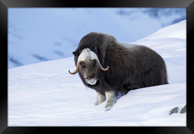 Muskox Bull in Winter, Norway Framed Print by Arterra 
