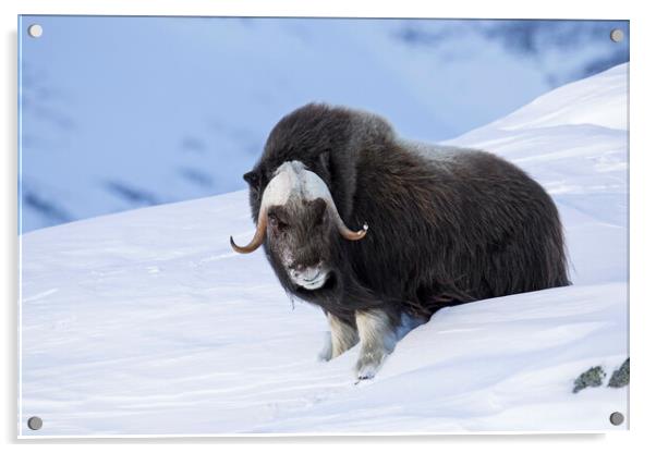 Muskox Bull in Winter, Norway Acrylic by Arterra 