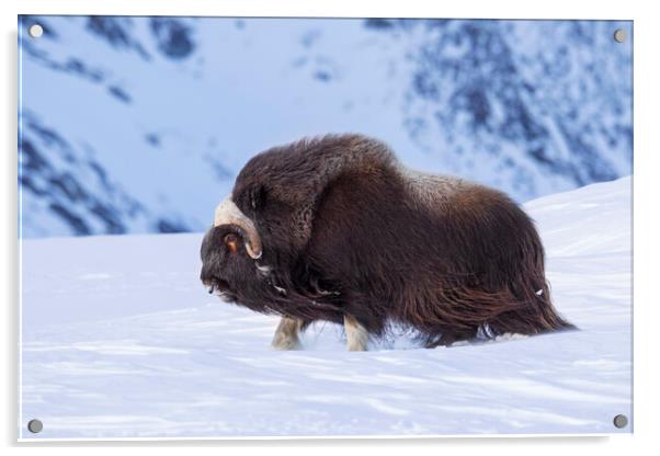 Muskox Bull on a Windy Day in Winter Acrylic by Arterra 