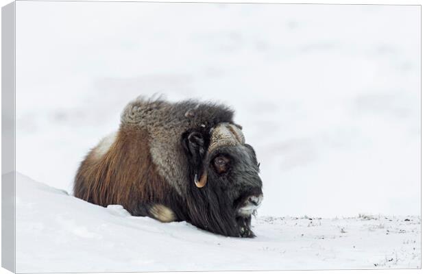 Muskox Resting on Tundra in Winter Canvas Print by Arterra 