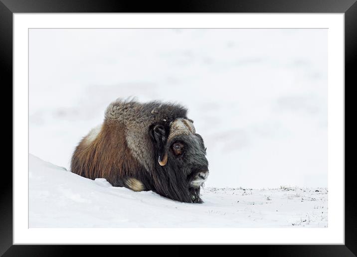 Muskox Resting on Tundra in Winter Framed Mounted Print by Arterra 