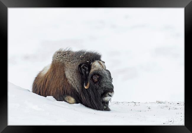 Muskox Resting on Tundra in Winter Framed Print by Arterra 