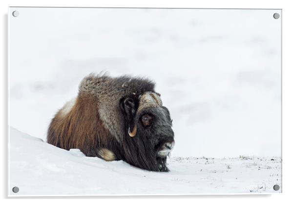 Muskox Resting on Tundra in Winter Acrylic by Arterra 