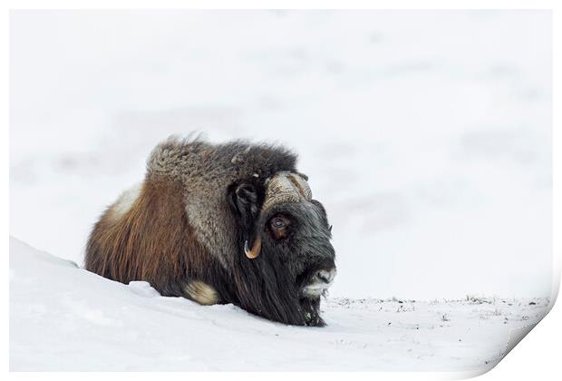 Muskox Resting on Tundra in Winter Print by Arterra 