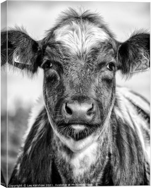 Portrait of a Northumbrian Calf Canvas Print by Lee Kershaw