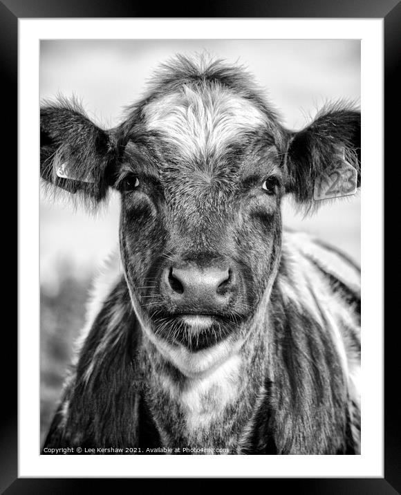 Portrait of a Northumbrian Calf Framed Mounted Print by Lee Kershaw