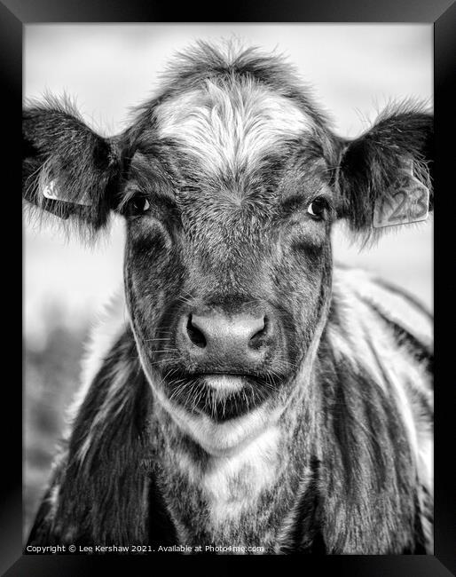 Portrait of a Northumbrian Calf Framed Print by Lee Kershaw