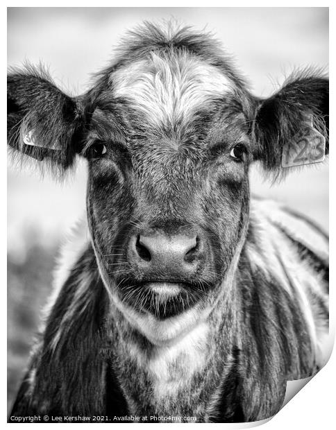 Portrait of a Northumbrian Calf Print by Lee Kershaw