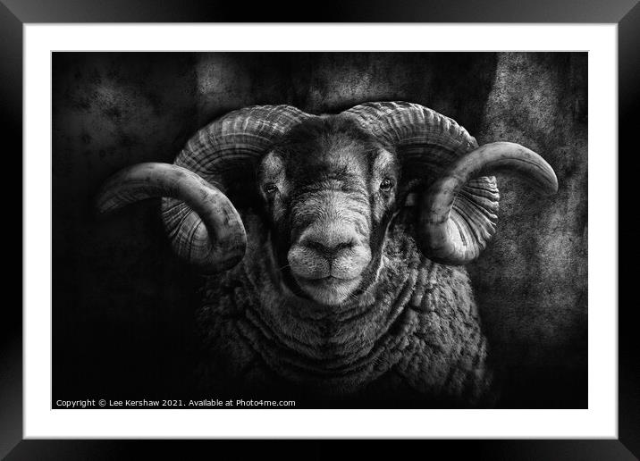 Black faced Ram Portrait Framed Mounted Print by Lee Kershaw