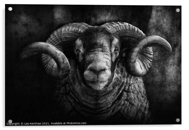 Black faced Ram Portrait Acrylic by Lee Kershaw