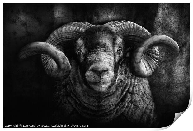 Black faced Ram Portrait Print by Lee Kershaw