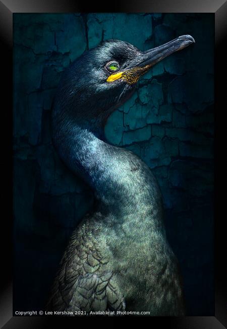 Cormorant Portrait Framed Print by Lee Kershaw