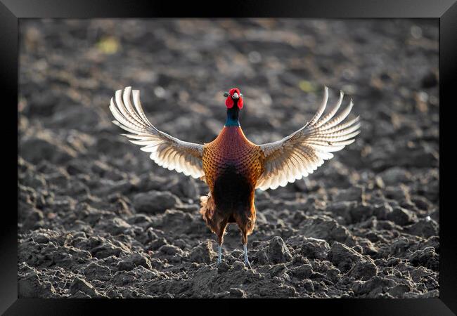 Pheasant Spreading Wings in Field Framed Print by Arterra 