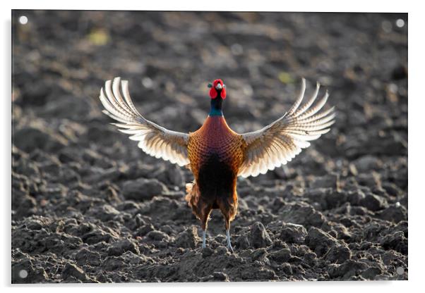 Pheasant Spreading Wings in Field Acrylic by Arterra 